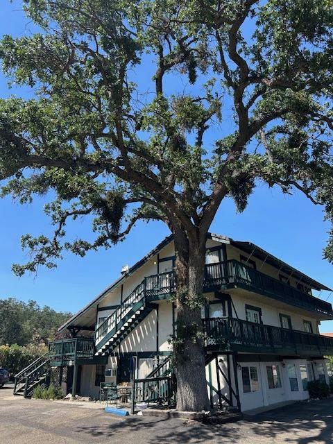 A large heritage oak tree on the inn's grounds