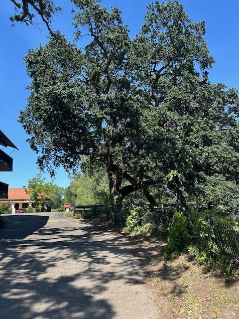 An oak tree beside the creek that runs along the property